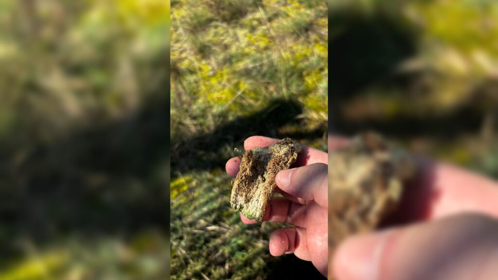 זעזוע בפולין: עצמות אדם נחשפו סמוך לבית החיים בקאז'ניץ זעזוע בפולין: עצמות אדם נחשפו סמוך לבית החיים בקאז'ניץ
