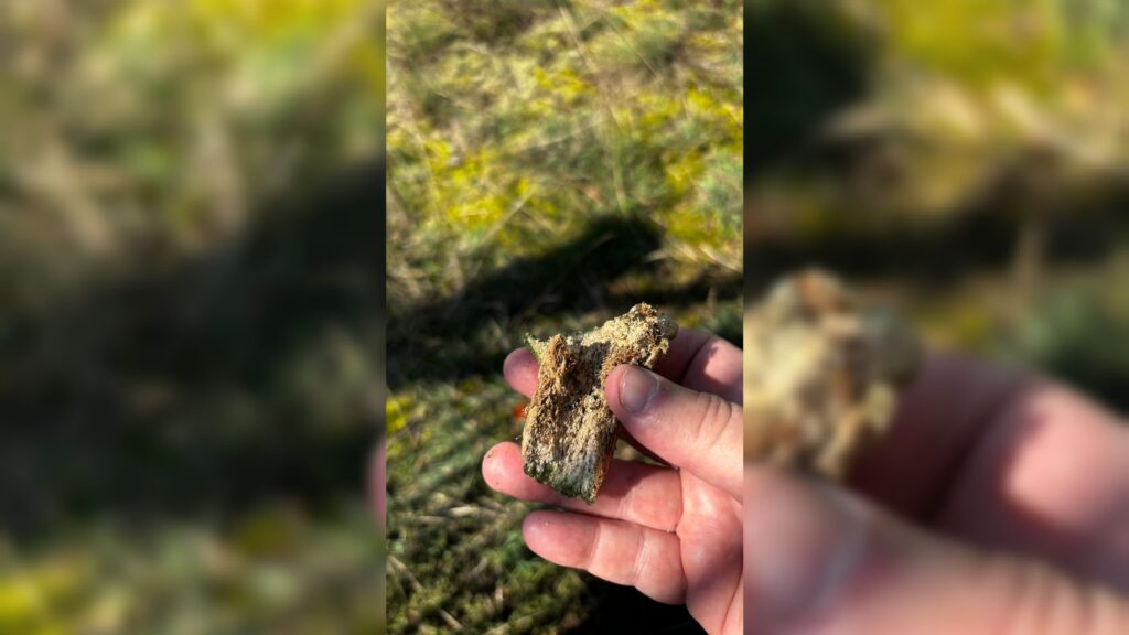 זעזוע בפולין: עצמות אדם נחשפו סמוך לבית החיים בקאז'ניץ זעזוע בפולין: עצמות אדם נחשפו סמוך לבית החיים בקאז'ניץ