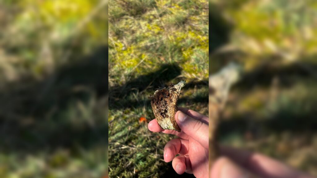 זעזוע בפולין: עצמות אדם נחשפו סמוך לבית החיים בקאז'ניץ זעזוע בפולין: עצמות אדם נחשפו סמוך לבית החיים בקאז'ניץ