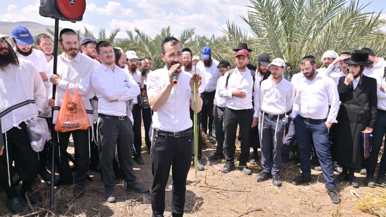 כמאה וחמישים מורי הוראה ערכו סיור מיוחד במטעי לולבי רוסוף