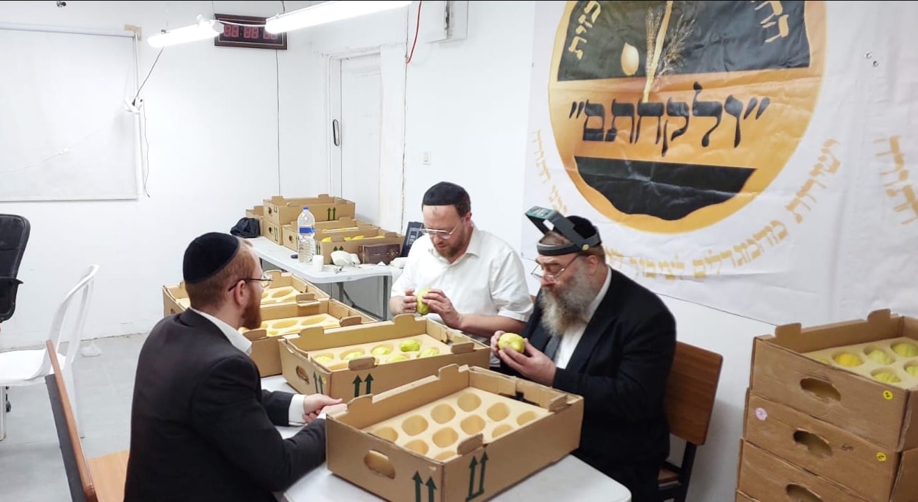 תכלית ההידור היישר מהשדות – ובמחירים שוברי שוק