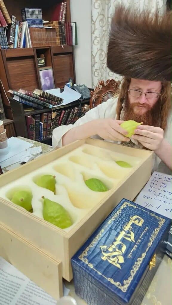 ירח האיתנים בחצר הקודש קאליב ירח האיתנים בחצר הקודש קאליב
