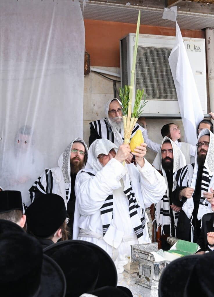 הנחת הסכך ועד והנענועים בלולב: גלריה מחג הסוכות בצאנז הנחת הסכך ועד והנענועים בלולב: גלריה מחג הסוכות בצאנז