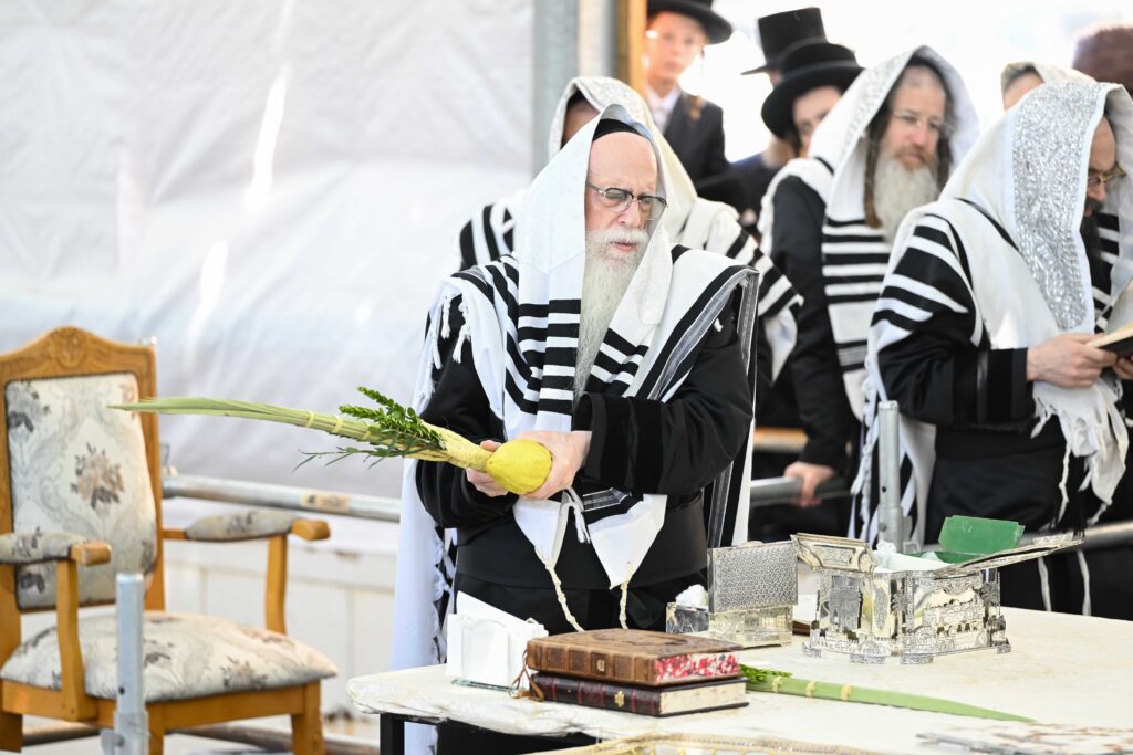 הנחת הסכך ועד והנענועים בלולב: גלריה מחג הסוכות בצאנז הנחת הסכך ועד והנענועים בלולב: גלריה מחג הסוכות בצאנז