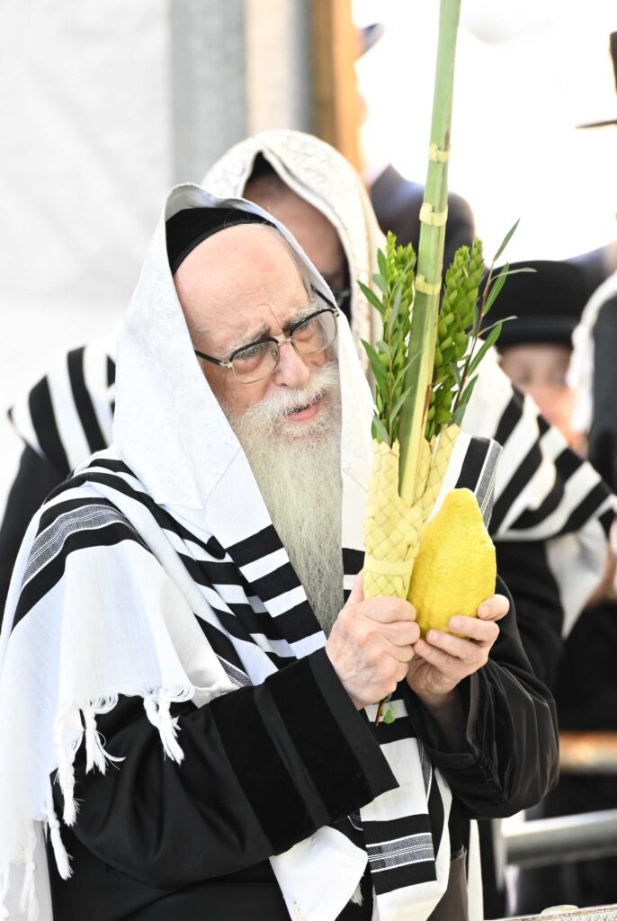 הנחת הסכך ועד והנענועים בלולב: גלריה מחג הסוכות בצאנז הנחת הסכך ועד והנענועים בלולב: גלריה מחג הסוכות בצאנז