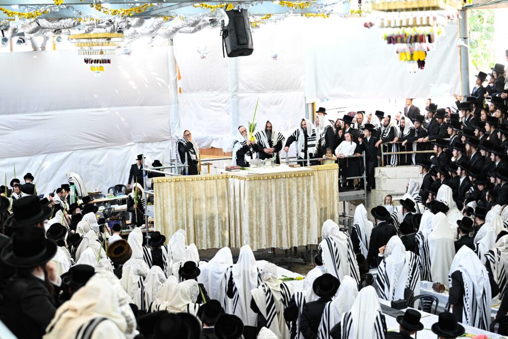 הנחת הסכך ועד והנענועים בלולב: גלריה מחג הסוכות בצאנז הנחת הסכך ועד והנענועים בלולב: גלריה מחג הסוכות בצאנז