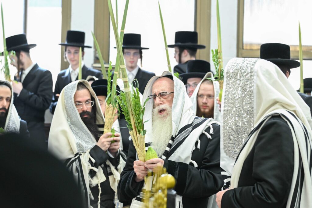 הנחת הסכך ועד והנענועים בלולב: גלריה מחג הסוכות בצאנז הנחת הסכך ועד והנענועים בלולב: גלריה מחג הסוכות בצאנז
