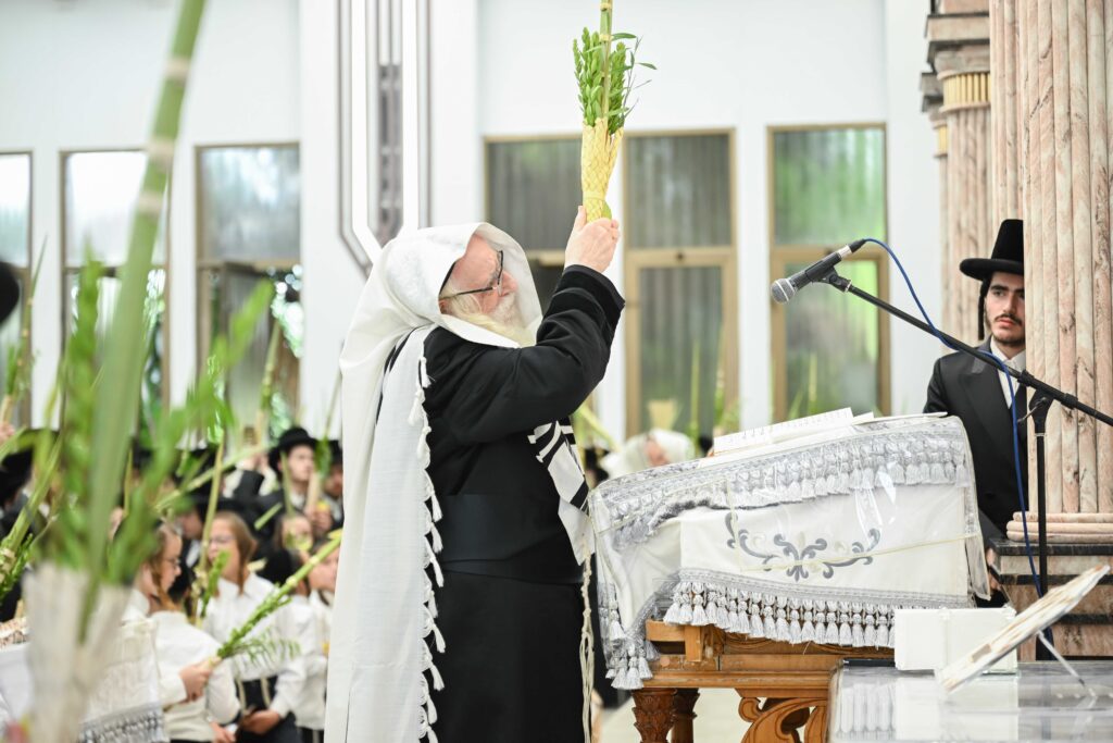 הנחת הסכך ועד והנענועים בלולב: גלריה מחג הסוכות בצאנז הנחת הסכך ועד והנענועים בלולב: גלריה מחג הסוכות בצאנז