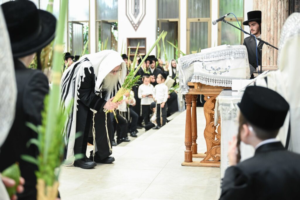 הנחת הסכך ועד והנענועים בלולב: גלריה מחג הסוכות בצאנז הנחת הסכך ועד והנענועים בלולב: גלריה מחג הסוכות בצאנז