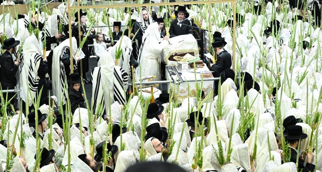 הנחת הסכך ועד והנענועים בלולב: גלריה מחג הסוכות בצאנז הנחת הסכך ועד והנענועים בלולב: גלריה מחג הסוכות בצאנז