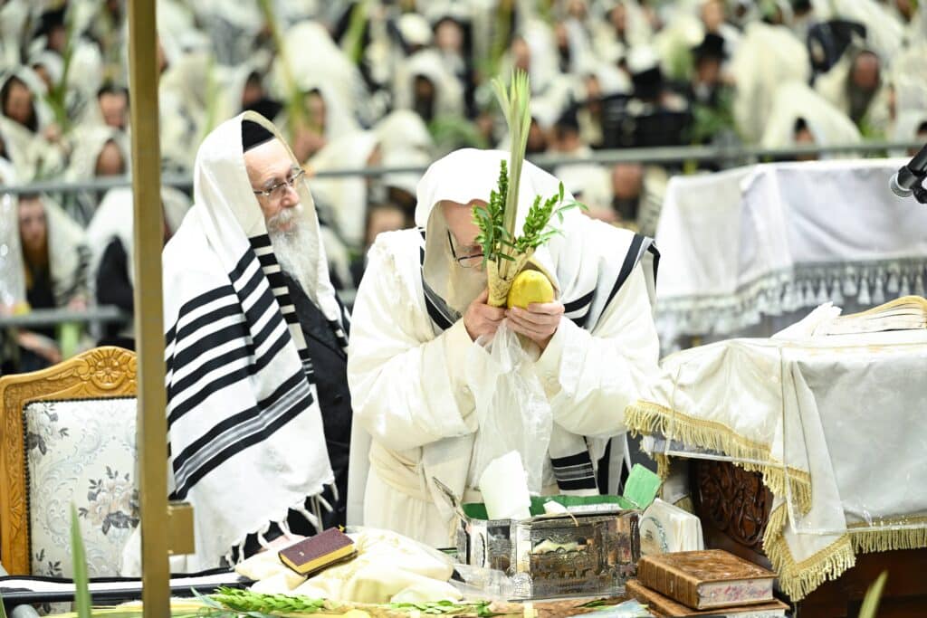 הנחת הסכך ועד והנענועים בלולב: גלריה מחג הסוכות בצאנז הנחת הסכך ועד והנענועים בלולב: גלריה מחג הסוכות בצאנז