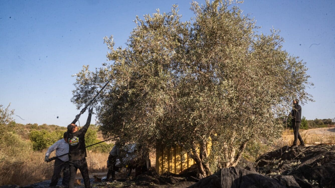 מבצע המסיק ביו"ש: 5,500 ליטר שמן זית מ-220 אלף דונמים