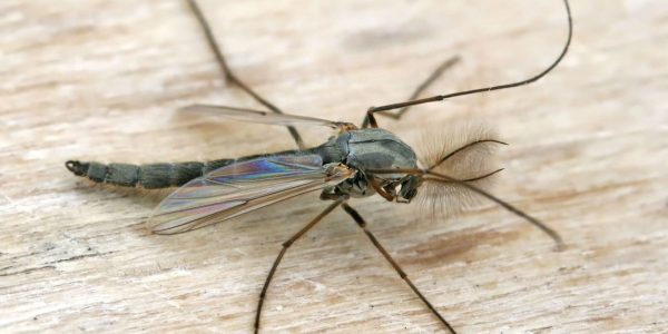 יתוש: צילום ויקיפדיה