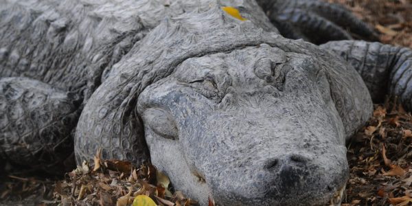 תנין. צילום: חורחה נובומינסקי פלאש 90