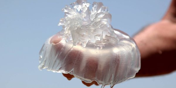 צילום אדי ישראל פלאש 90