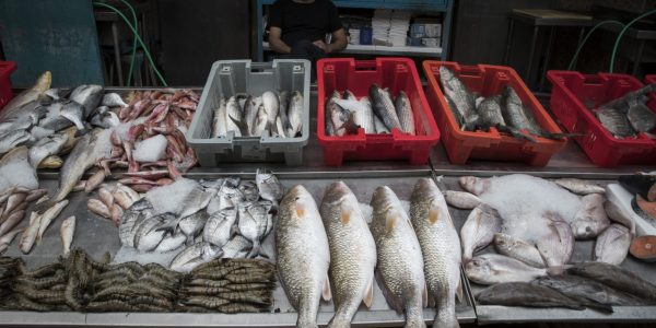 דגים. צילום נתי שוחט / פלאש 90