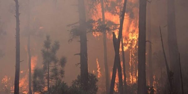 שריפות באיטליה. צילום: רשתות חברתיות