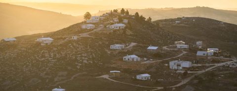 יצהר. צילום: שריה דיאמנט/פלאש 90