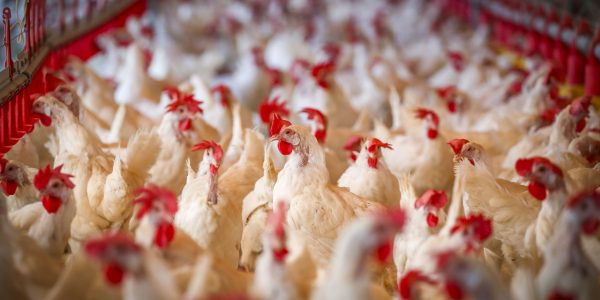 לול תרנגולים צילום פלאש 90