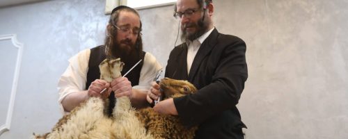 מעמד השחיטה צילום יעקב לדרמן פלאש 90