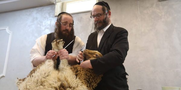 מעמד השחיטה צילום יעקב לדרמן פלאש 90