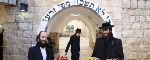 ט"ו בשבט במירון// צילום: דוד כהן// פלאש 90