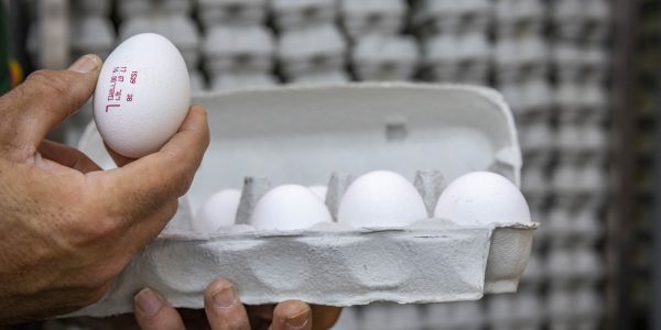 ביצים צילום פלאש 90