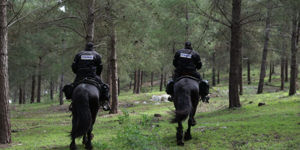 כוחות משטרה בחיפושים אחר היימנוט שנעלמה בעיר צפת. צילום: דוד כהן/פלאש 90