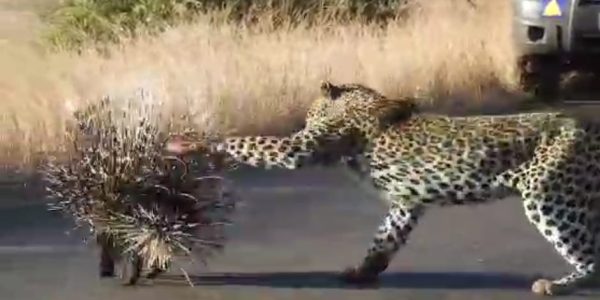 מאבק הדורבן בנמר התוקפן