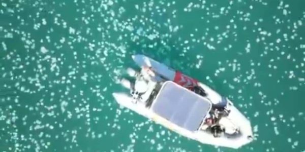 נחיל מדוזות ענק במפרץ חיפה. צילום: רט"ג