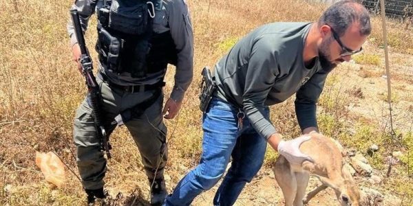 הצבי - צילום: דוברות המשטרה