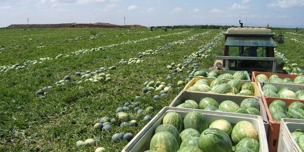 אבטיח. משרד החקלאות