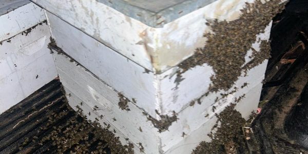 צילום: דוברות המשטרה