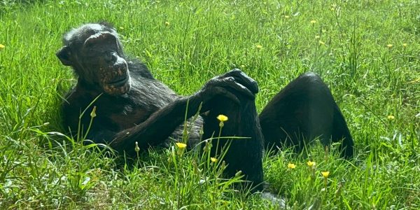 שושי השימפנזה. צילום: מור כדורי דוברות ספארי