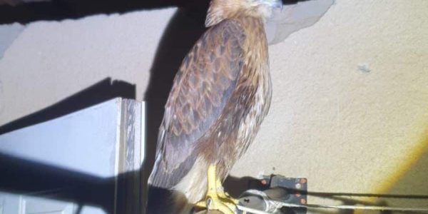 צילום: דוברות המשטרה