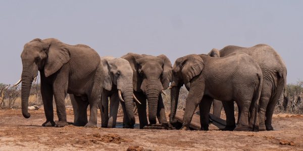 עדר פילים. צילום אילוסטרציה: Pixabay