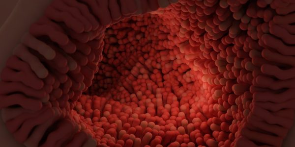 צילום: Lakshmiraman Oza מ- Pixabay