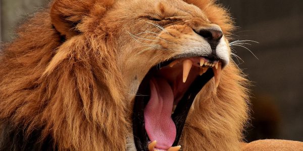 lion-3317670_1920