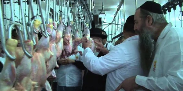 שחיטת עופות - אילוסטרציה | מתוך YouTube‏ / בד''צ נווה ציון
