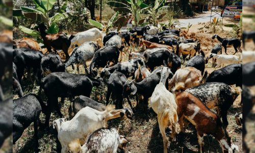 עדר עיזים. צילום: פקסלז