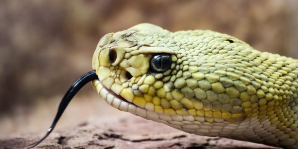 נחש צפע. צילום: Pixabay