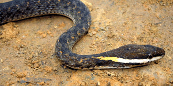 נחש. צילום אילוסטרציה