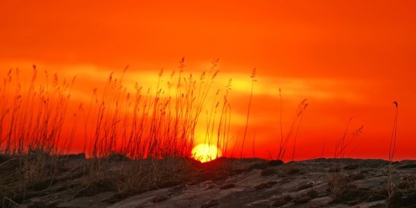 שרב.  צילום: פיקסביי
