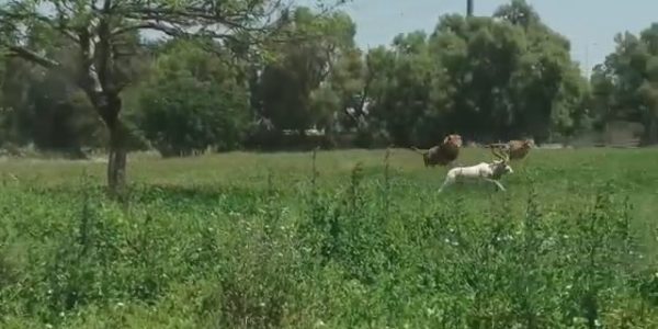 whatsapp-video-2023-07-14-at-09-32-15-mp4-1