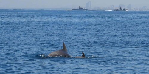 צילום: איליה בסקין, רשות הטבע והגנים