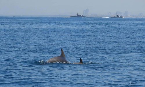 צילום: איליה בסקין, רשות הטבע והגנים
