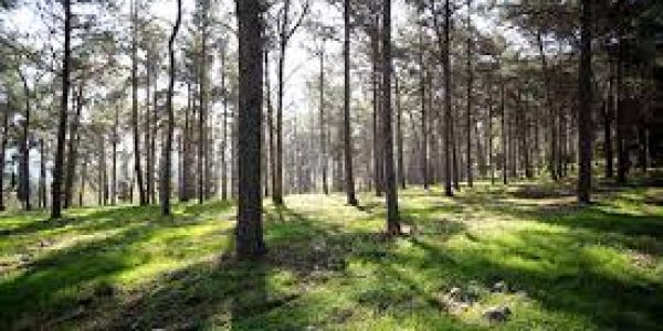 יער, דוברות קק"ל