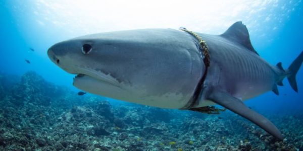 צילום: מרחבי הרשת