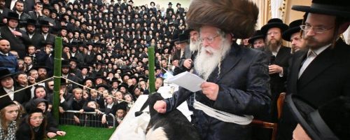 טו בשבט ופטר חמור בנדבורנא ירושלים. צילום יהושע פרוכטר (43)