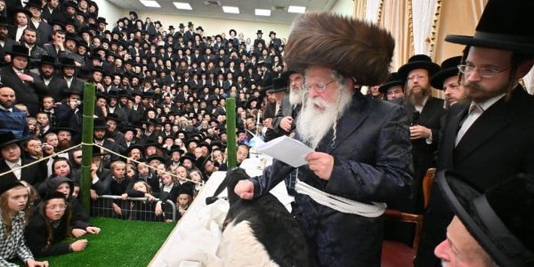 טו בשבט ופטר חמור בנדבורנא ירושלים. צילום יהושע פרוכטר (43)